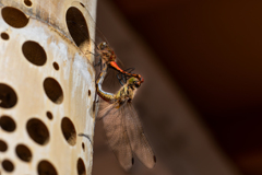 竹灯籠に止まったトンボ