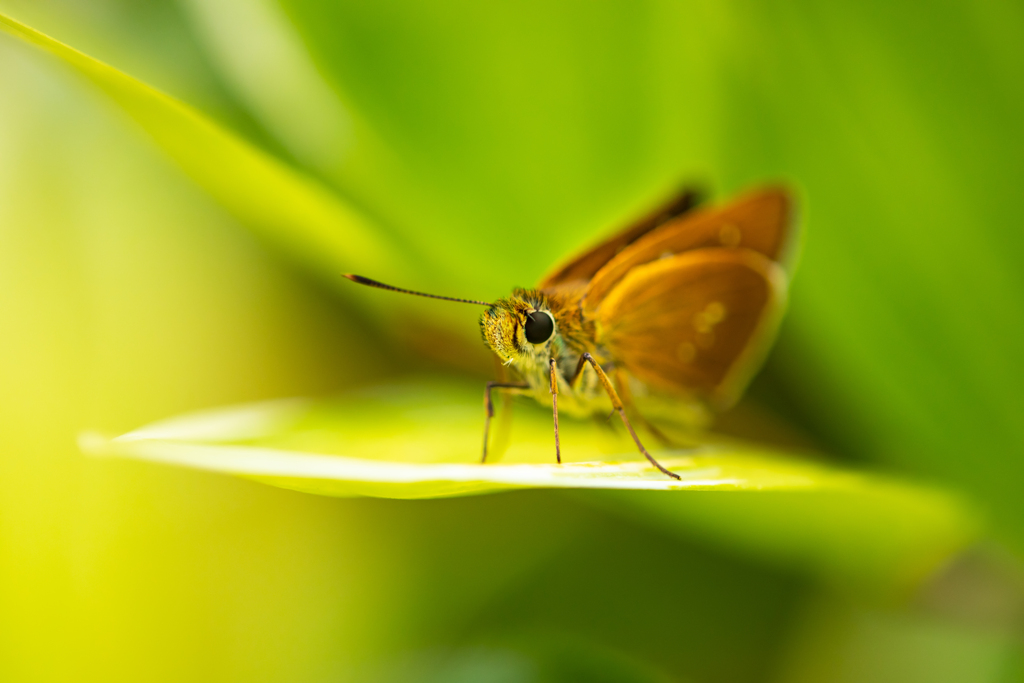 セセリチョウ (イチモンジセセリ）