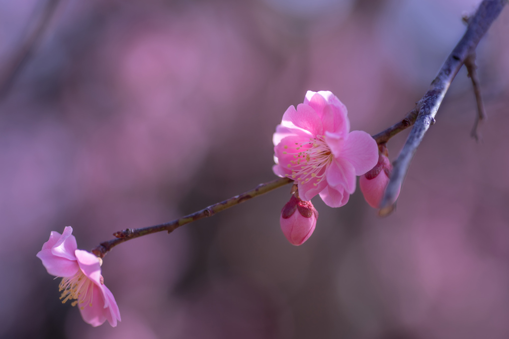 日に照らされて