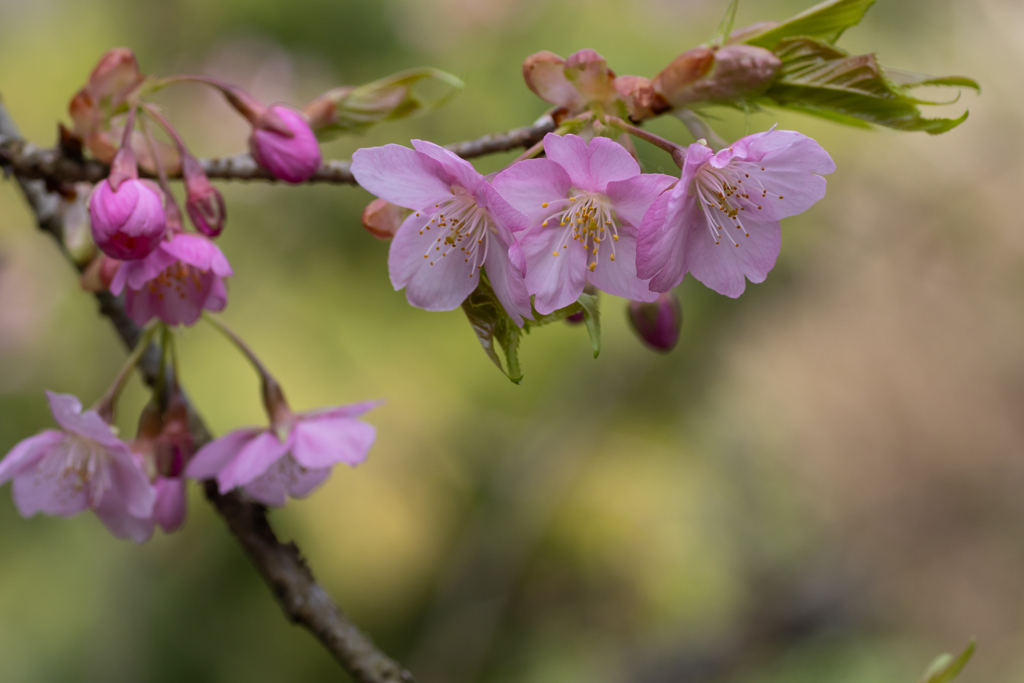 色の綺麗な桜