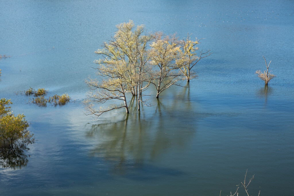 秋の水没林