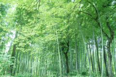 竹林