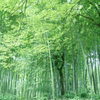 竹林