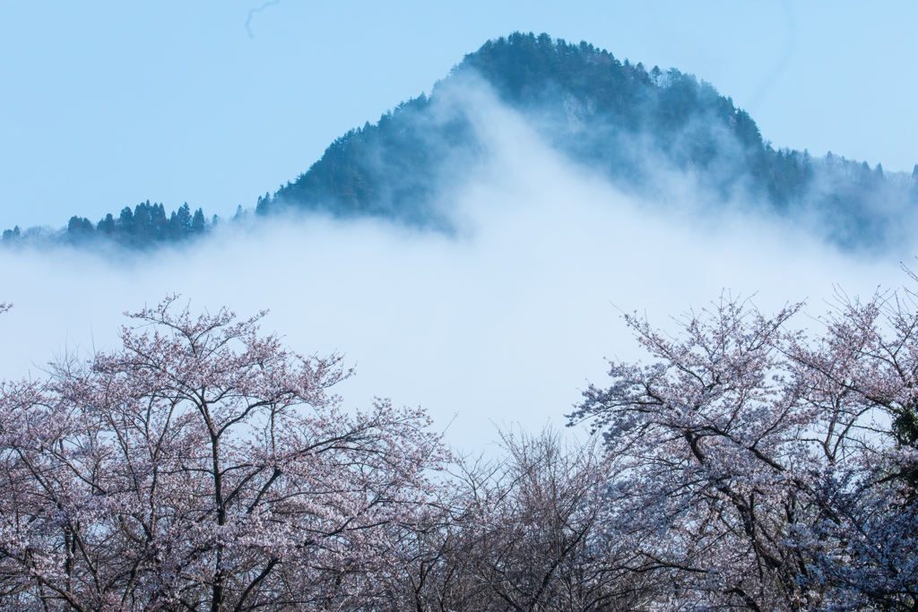 霧が漂う朝