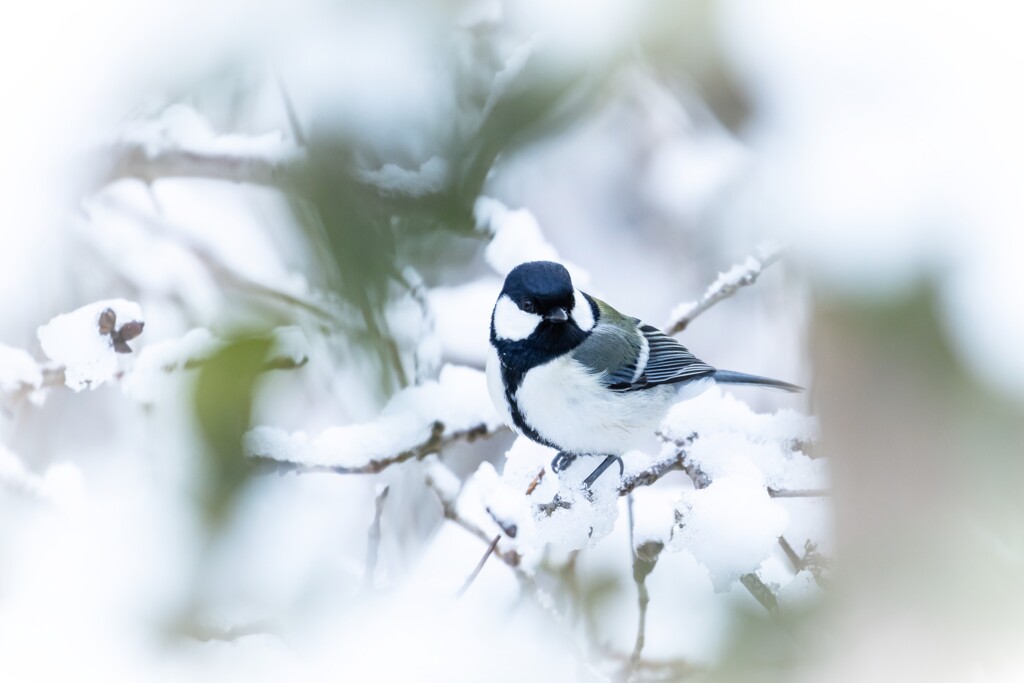 雪の中　元気です。