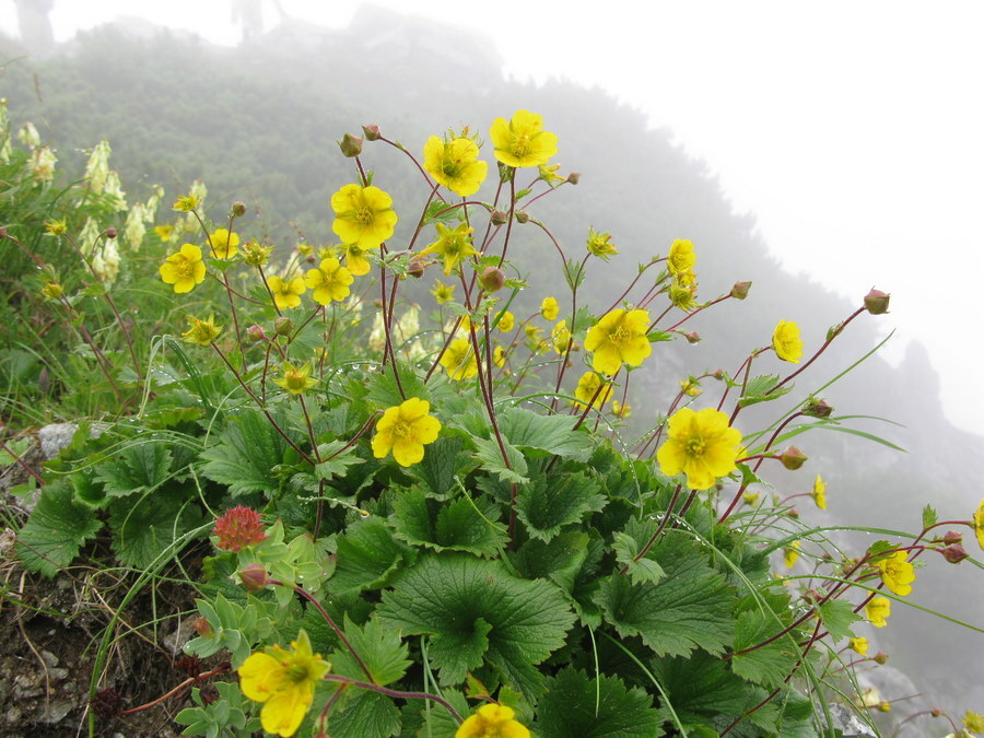 登山道に咲く花ミヤマダイコンソウも　しっとりと濡れていた