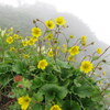 登山道に咲く花ミヤマダイコンソウも　しっとりと濡れていた