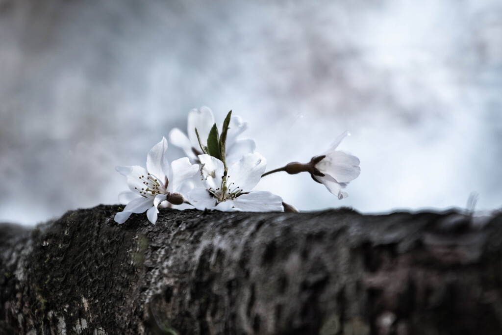 木に乗っかっているような桜