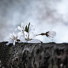 木に乗っかっているような桜