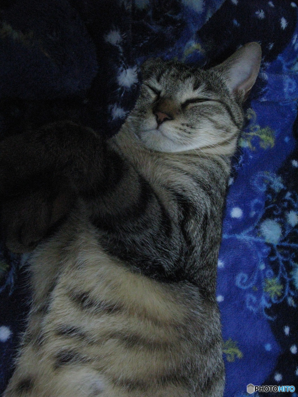 愛猫