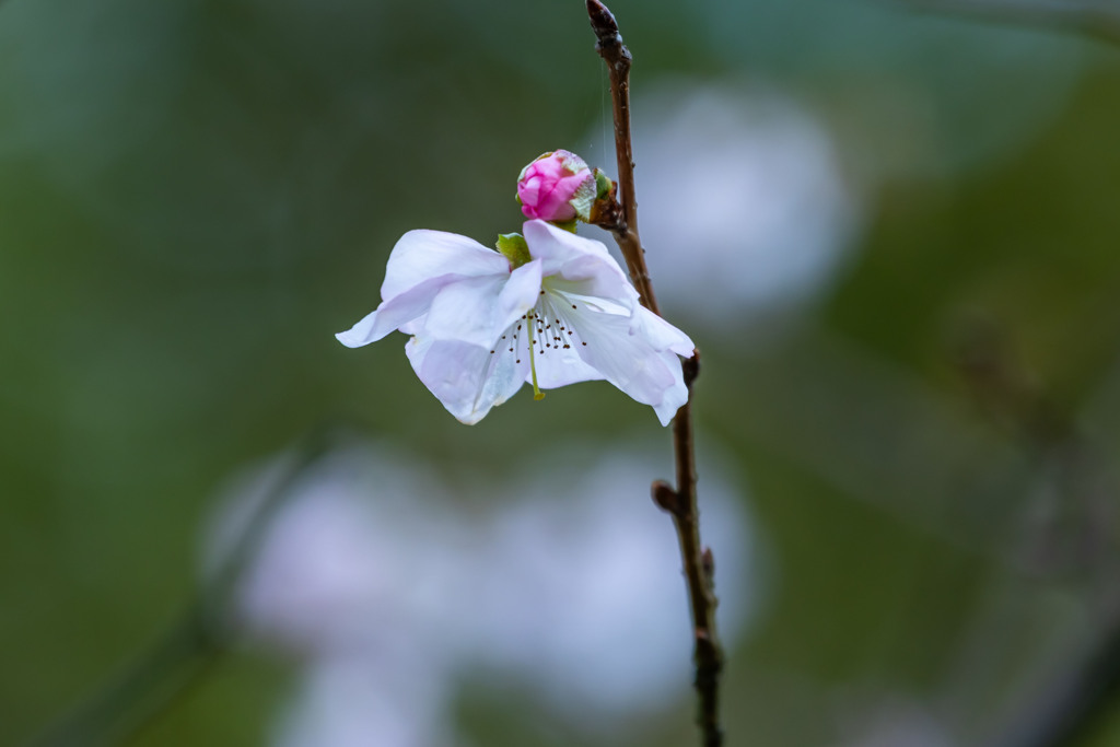 桜が咲いて居た