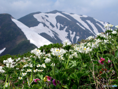 頼母木岳の　ハクサンイチゲ