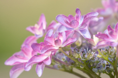 我が家の紫陽花
