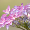 我が家の紫陽花