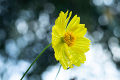 畑に咲く花