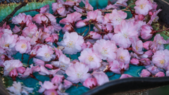 強風で落ちた桜の花