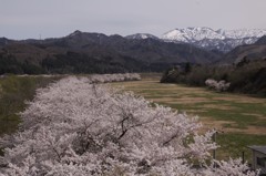 胎内の桜並木