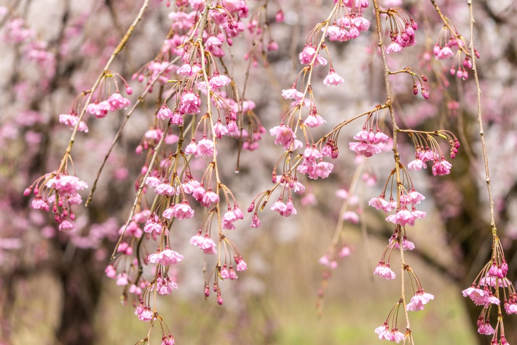 枝垂れ桜