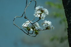 白の桜　曲がりくねった枝