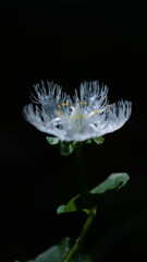 渓流に咲くシラヒゲソウ