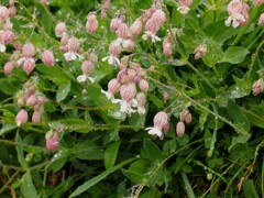 shilene vulgaris