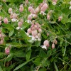 shilene vulgaris