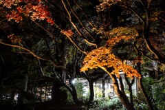 ライトアップされた家