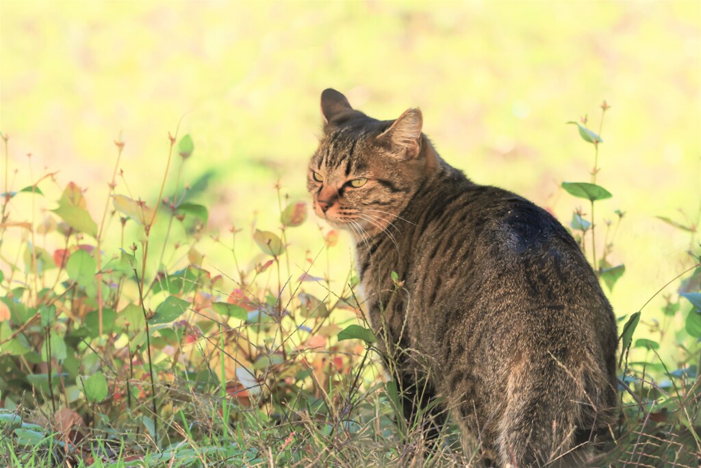 田んぼで出会った猫ちゃん