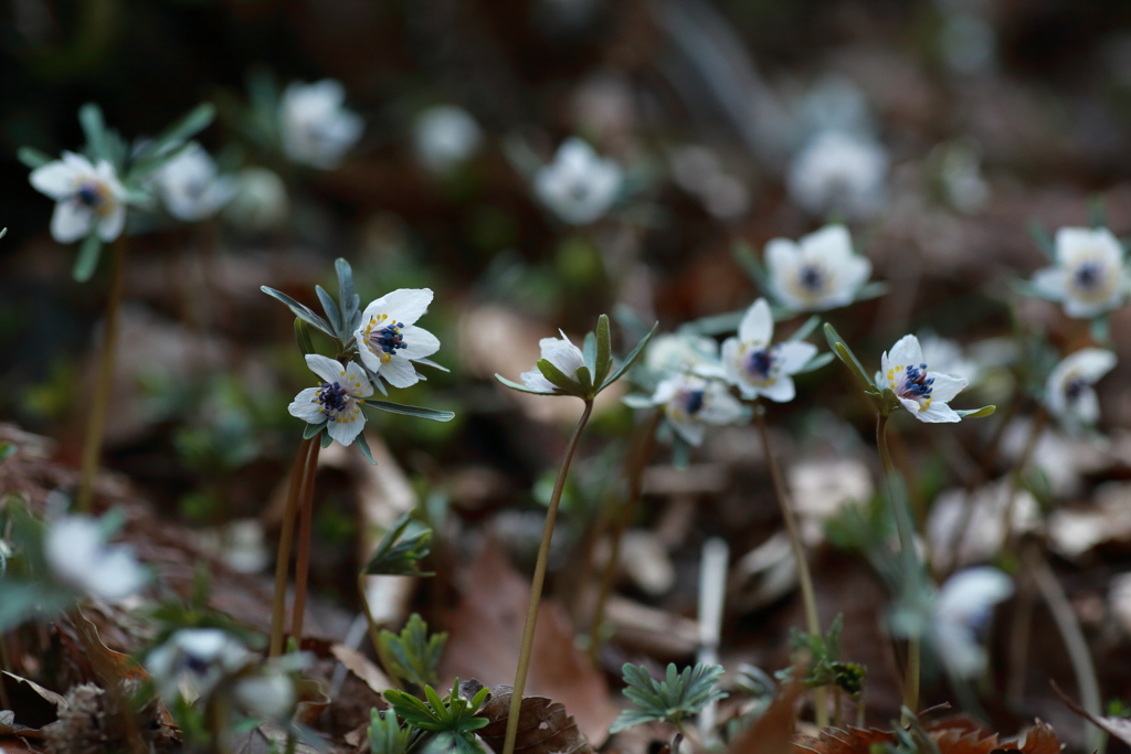 戸倉のセツブンソウ