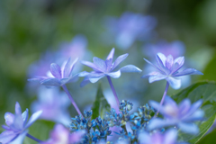 紫陽花の季節