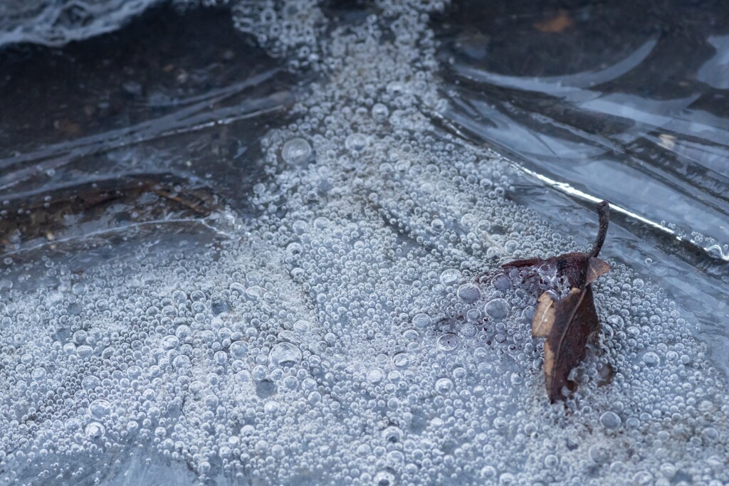 泡の氷に閉じ込められた落ち葉