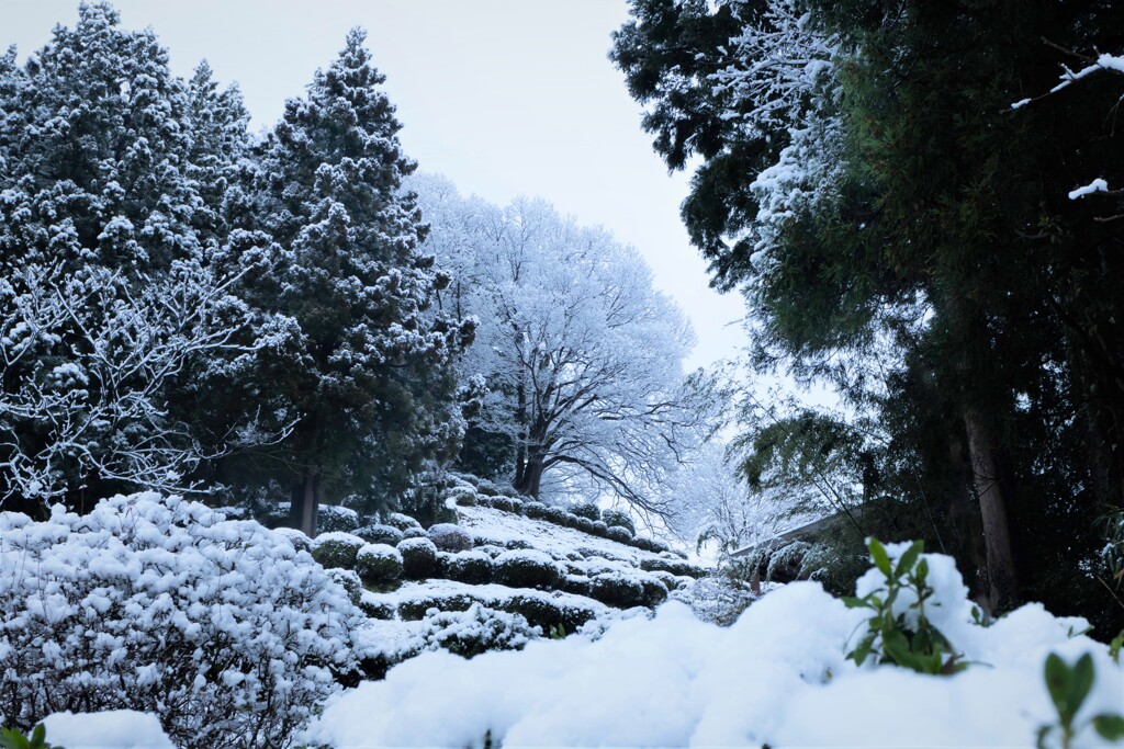 あの木の所まで行こう！