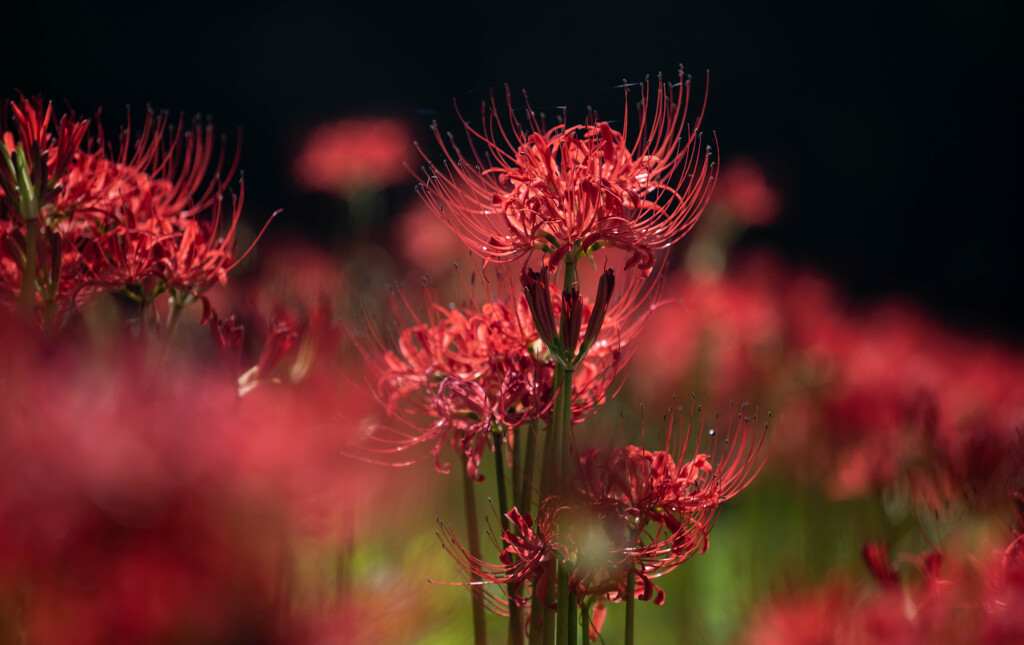 見ごろの曼珠沙華