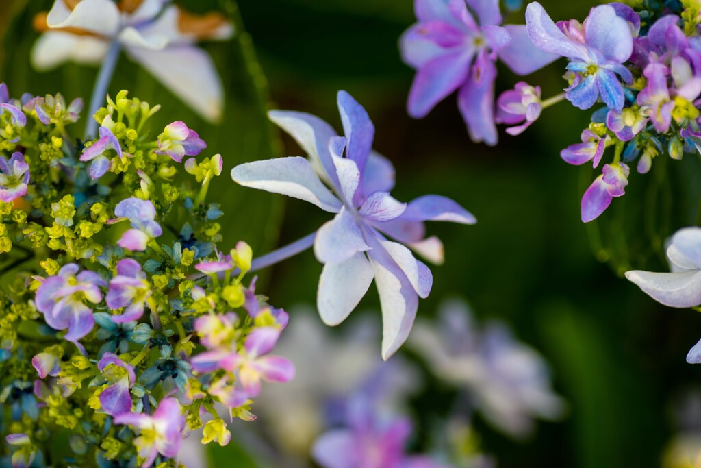 綺麗な紫陽花が咲いて居ました。