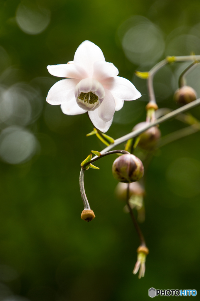 レンゲショウマ　