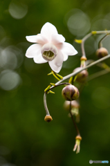 レンゲショウマ　