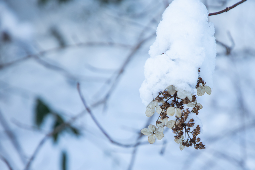 雪帽子