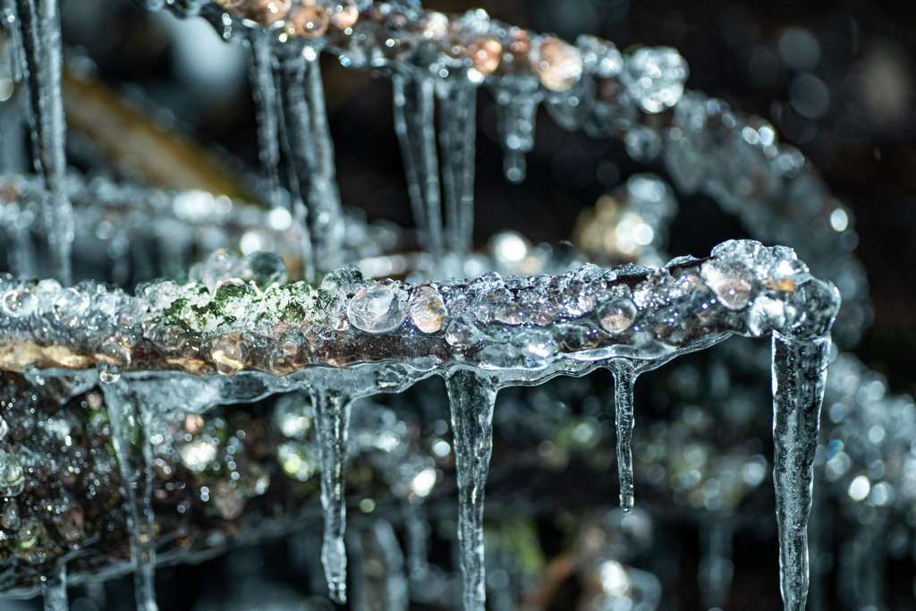 丸い氷が　木に一杯付いていました。