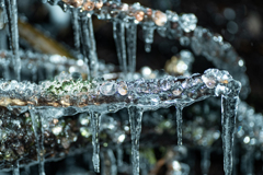 丸い氷が　木に一杯付いていました。