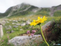 ウサギギクとこうろぎ？バッタ？