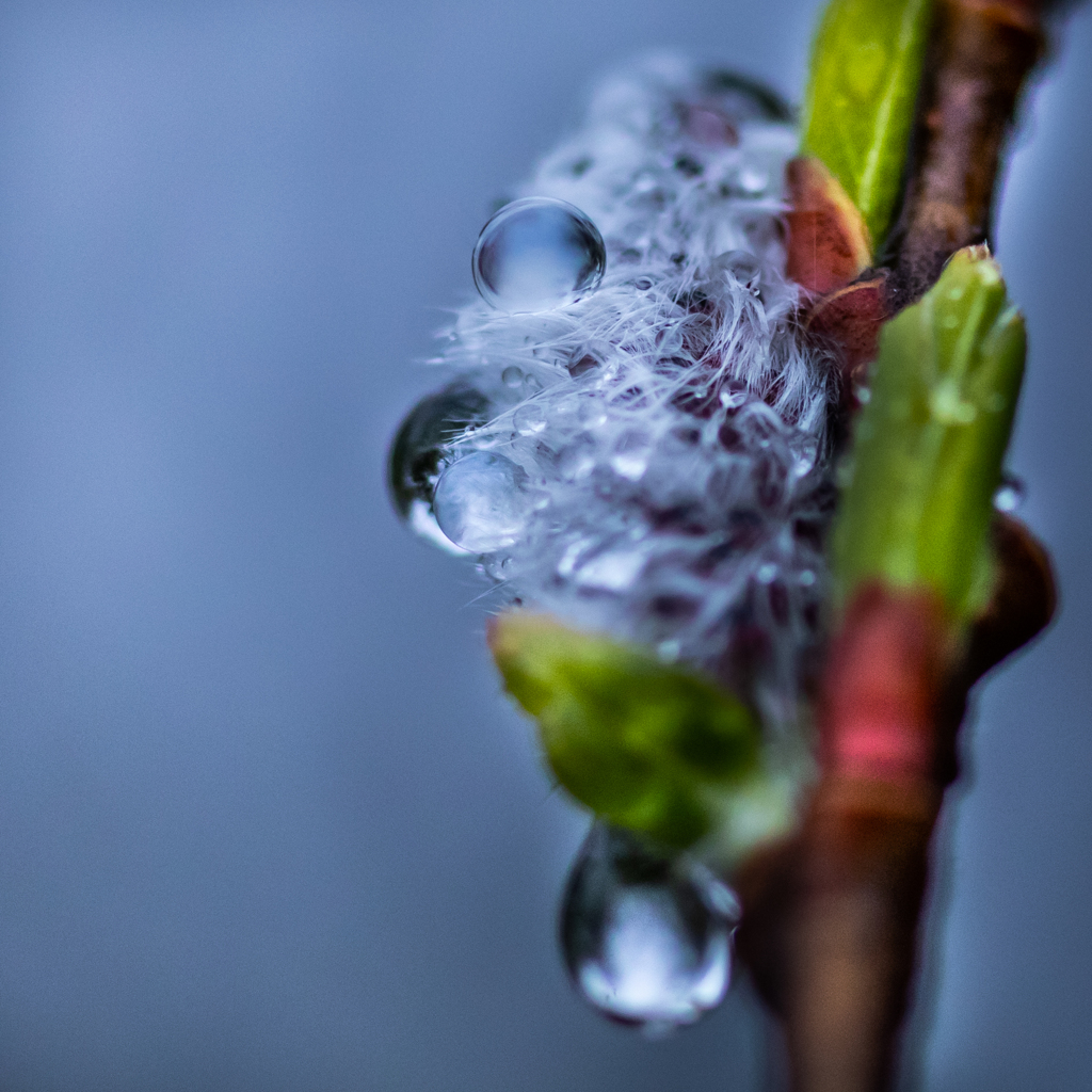 ネコヤナギの雨