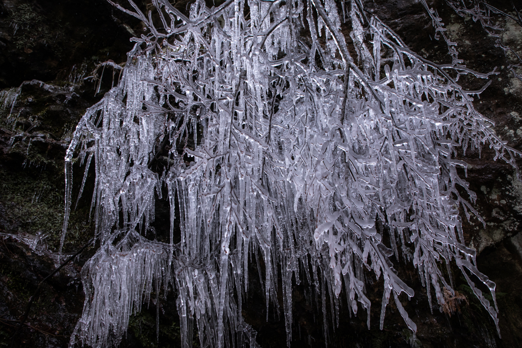 枝の飛沫氷