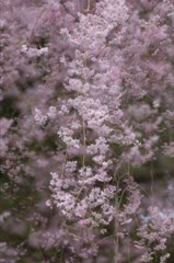 枝垂れ桜多重で　