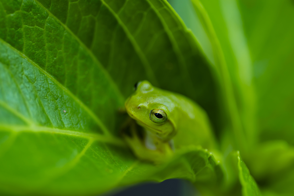 寝ぼけ眼のカエル