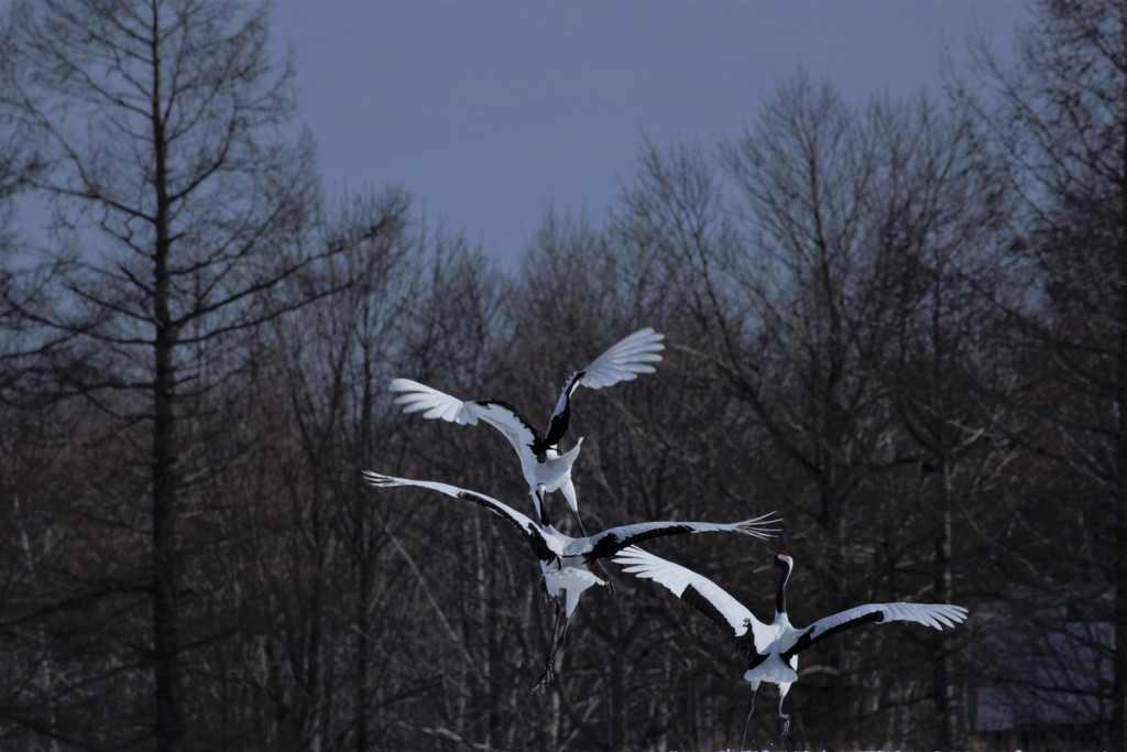 ブレーメンの音楽隊　♪