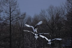 ブレーメンの音楽隊　♪