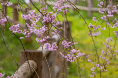 シダレ桜が咲く道