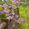 シダレ桜が咲く道