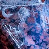 薄氷　