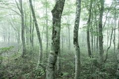 霧の中のブナ林